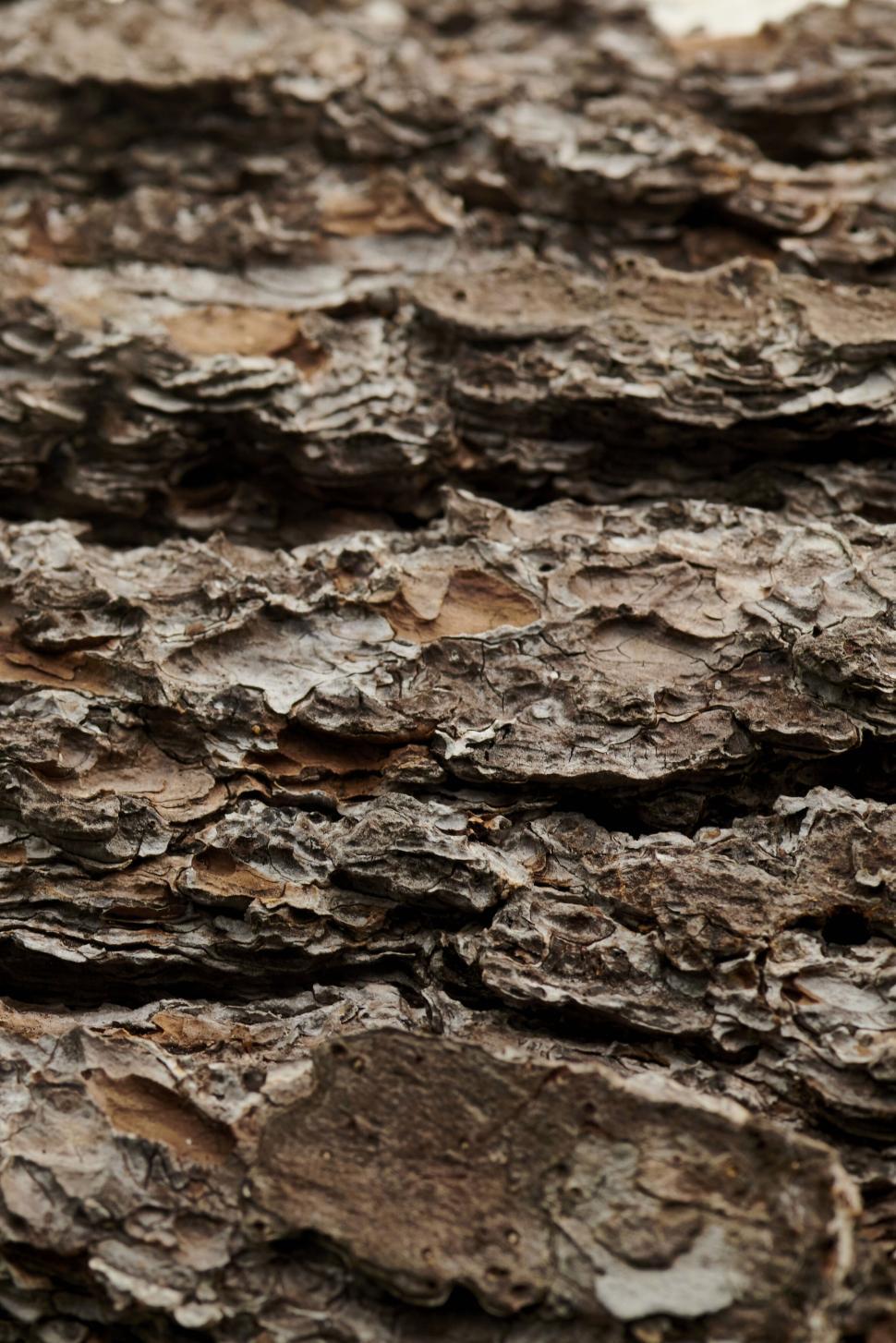 Free Image of Close-up view of tree bark with rugged texture pattern. 