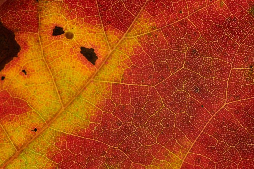 Free Image of Close-up of a red and yellow leaf showing detailed veins. 
