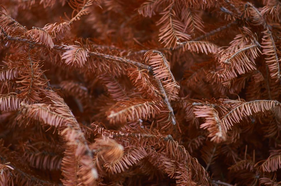 Free Image of Dried pine needles forming a complex intertwined pattern. 