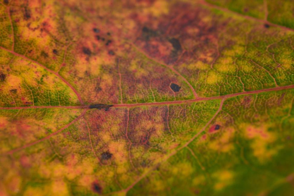 Free Image of Detailed close-up of a leaf with autumn colors and veins. 