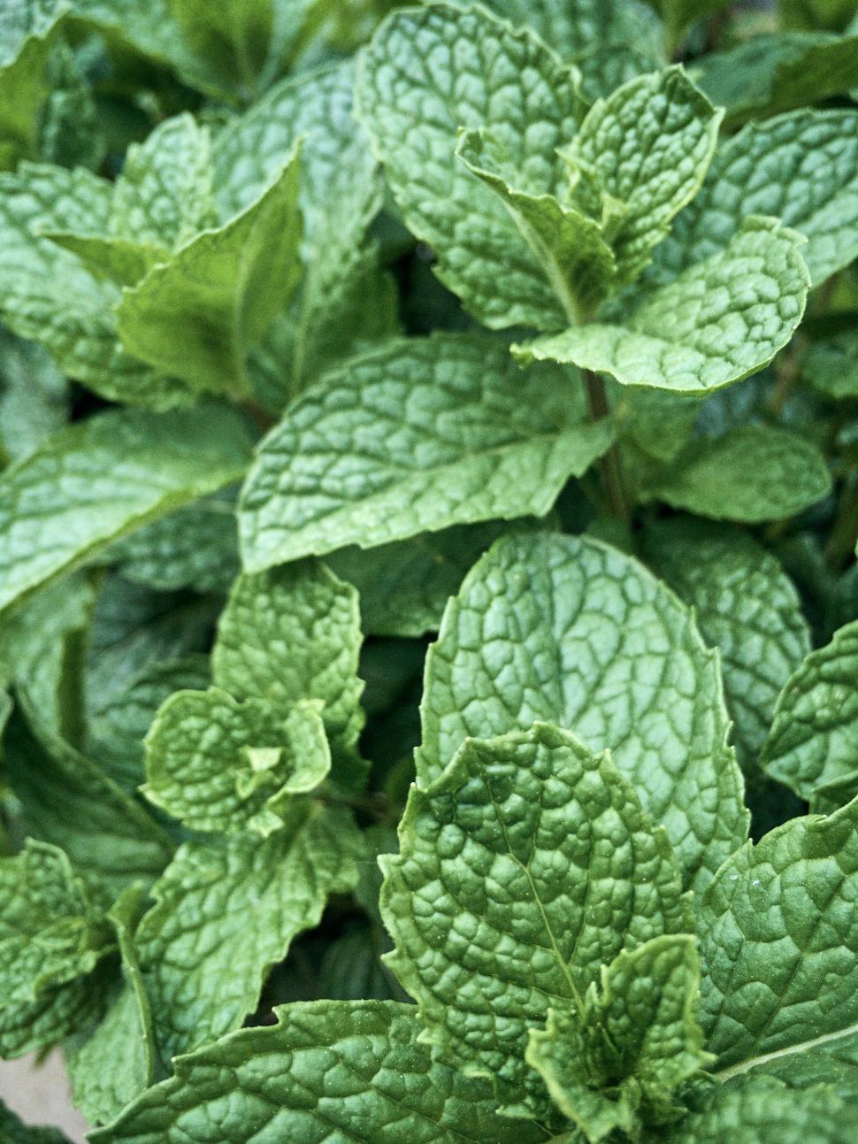 Free Image of Green mint leaves close-up showcasing their texture and form. 