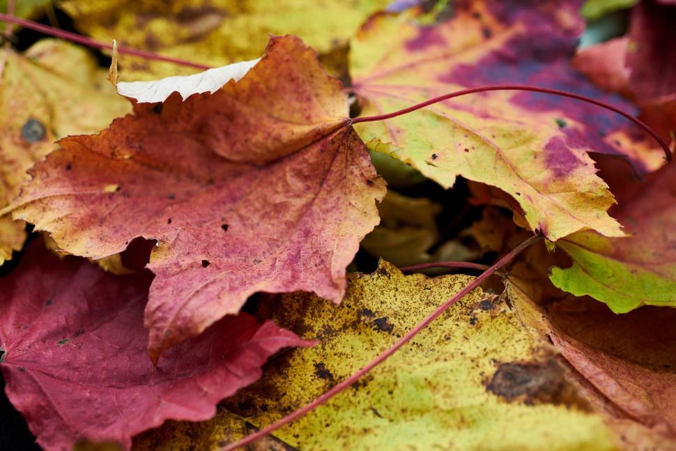 Free Image of Colorful autumn leaves arranged in natural harmony. 