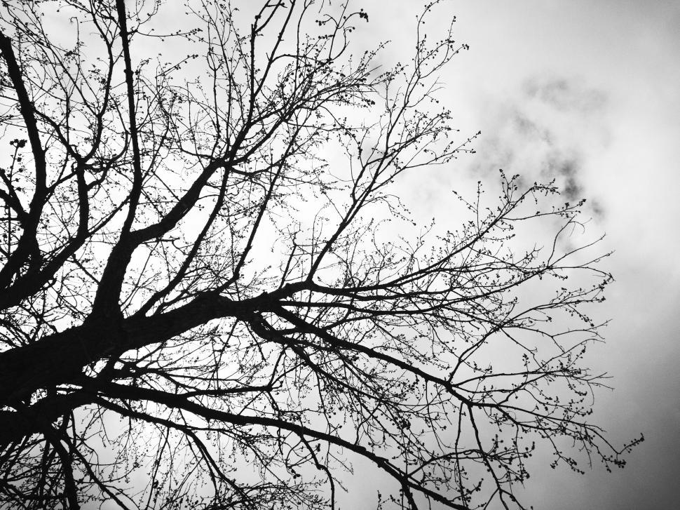 Free Image of Black and white silhouette of a leafless tree. 