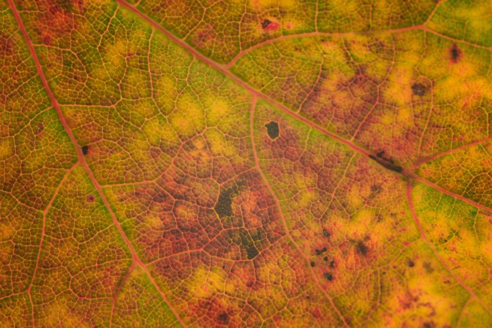 Free Image of Close-up of a leaf with vibrant green and red hues. 