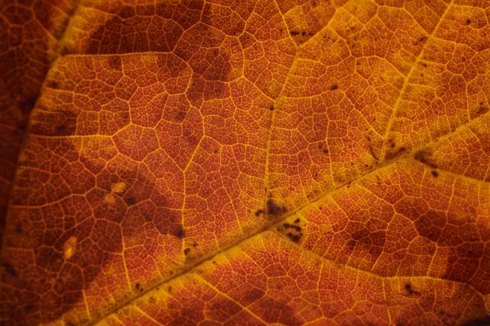 Free Image of Detailed close-up of an autumn leaf in vibrant colors. 
