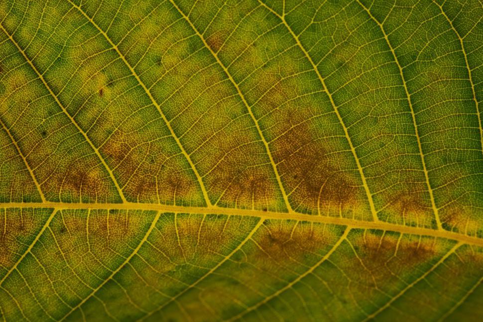 Free Image of Macro shot of green leaf showing detailed vein network. 