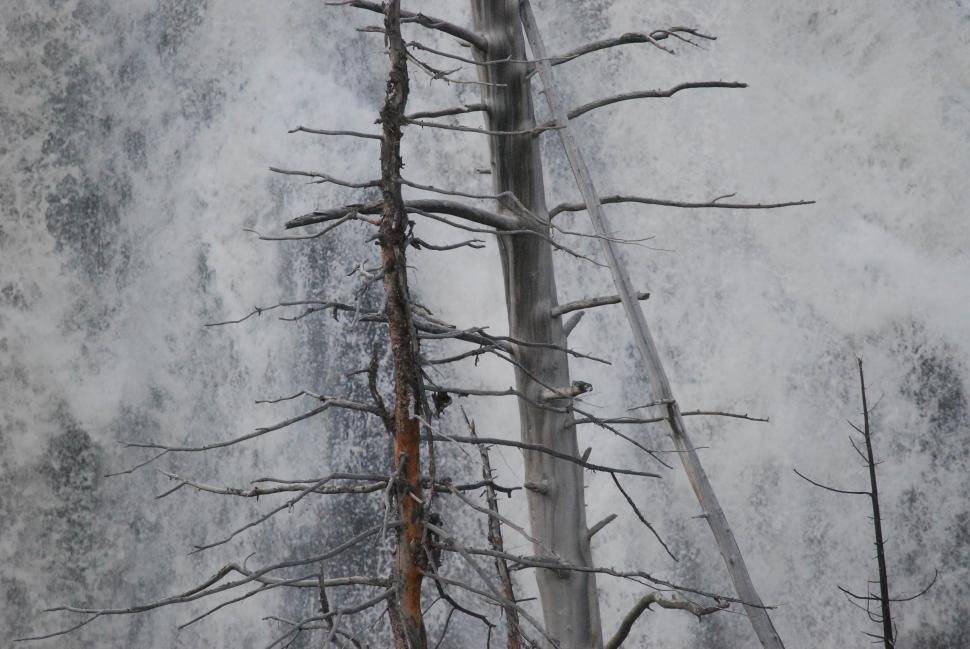 Free Image of Dead tree 