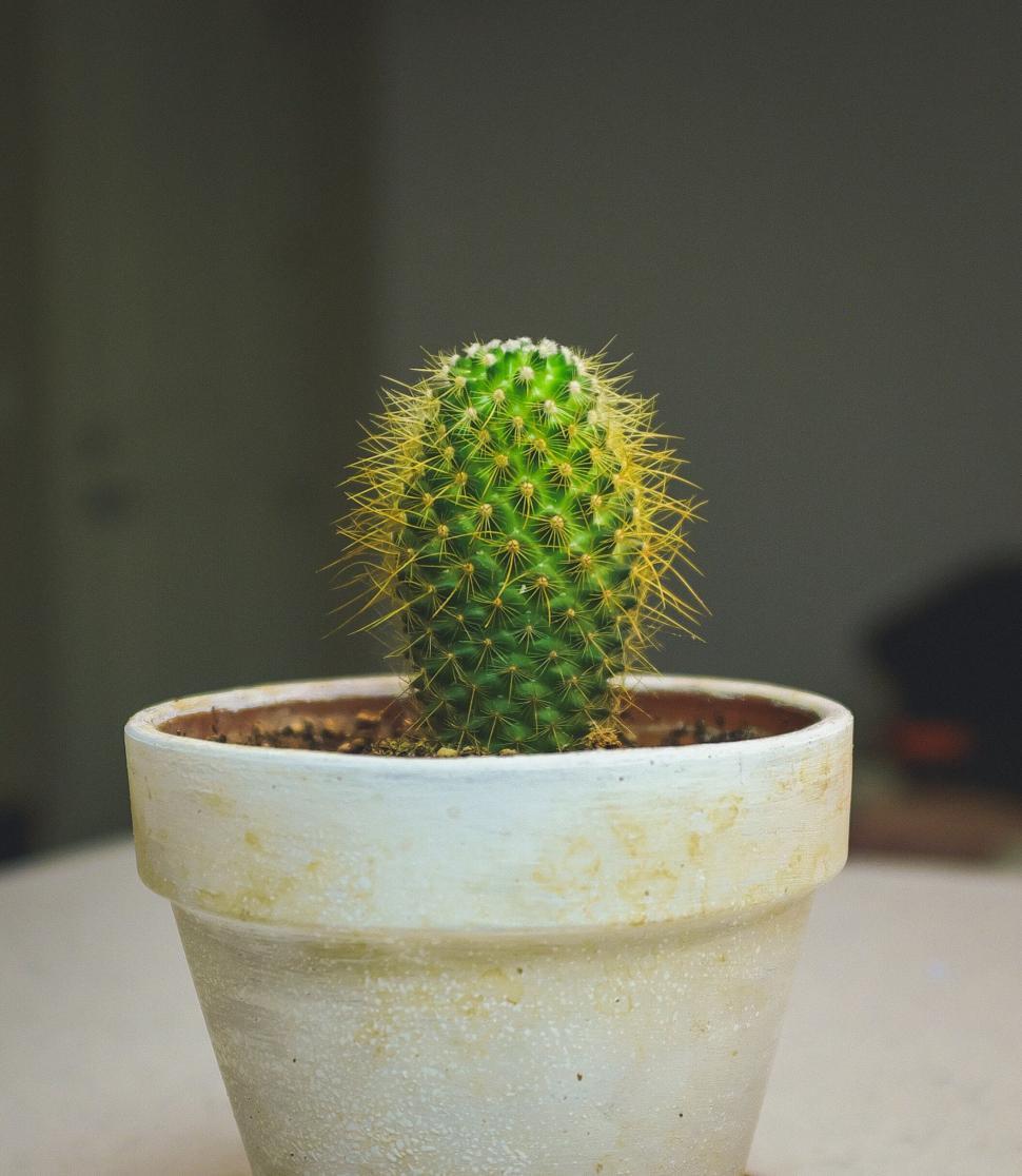Free Image of Small cactus plant in a pot placed on a bright surface. 