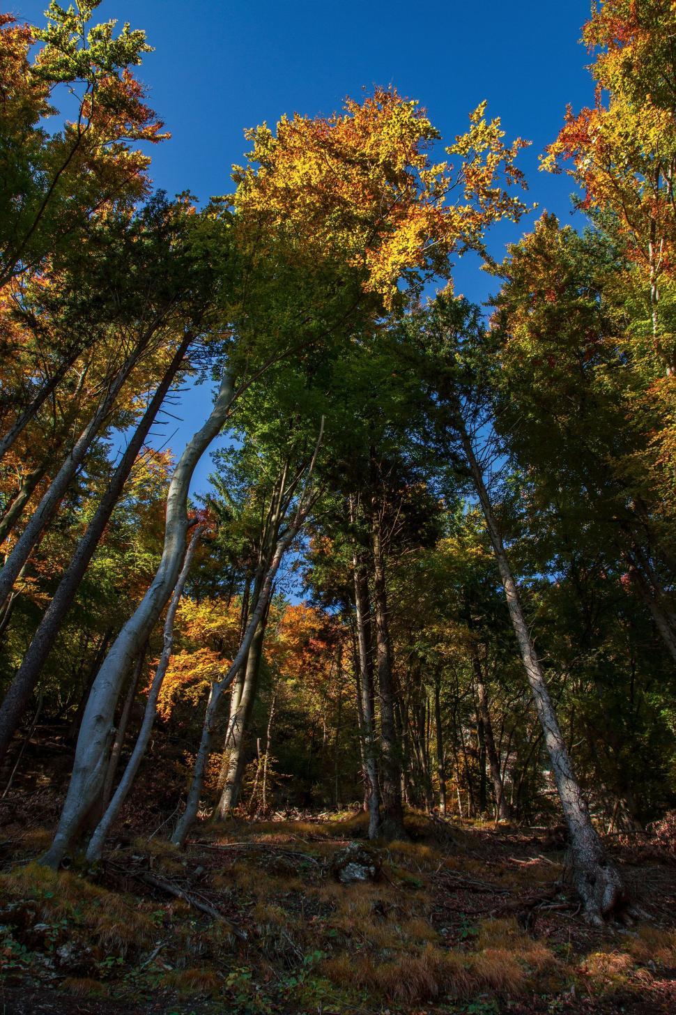 Free Image of Tall trees with colorful autumn leaves under blue sky 