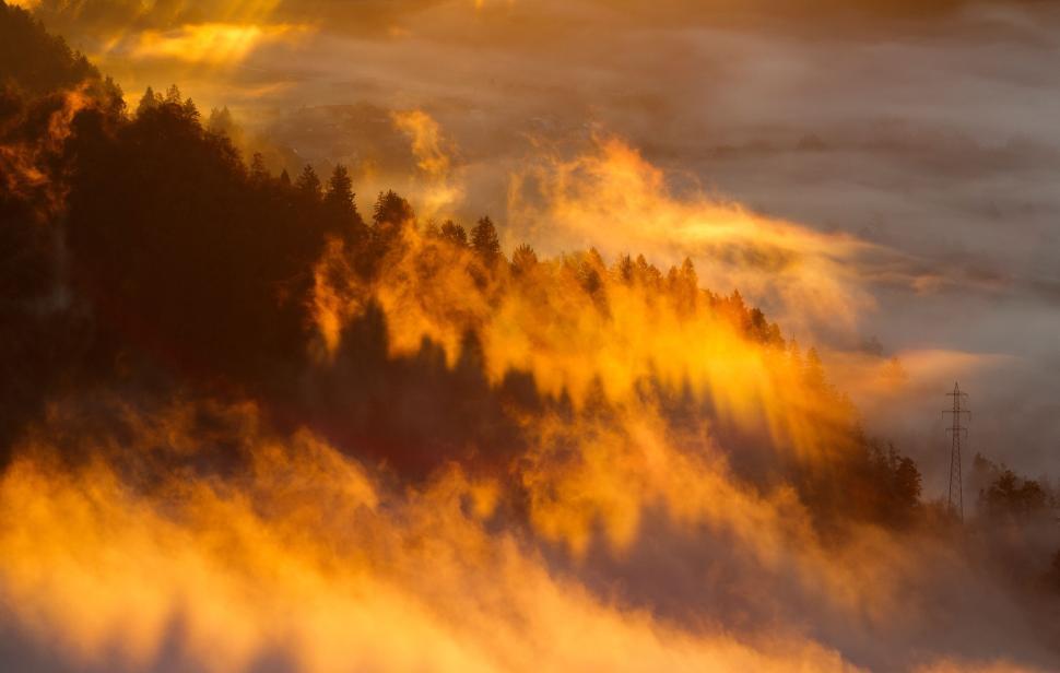 Free Image of Golden mist over a forest during sunrise, serene landscape 