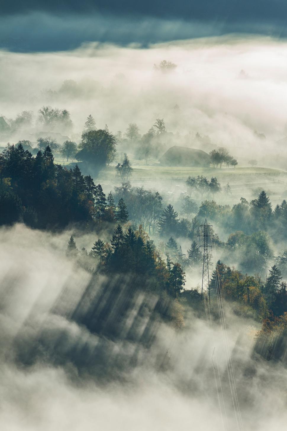 Free Image of Misty forest landscape with diffused sunlight 