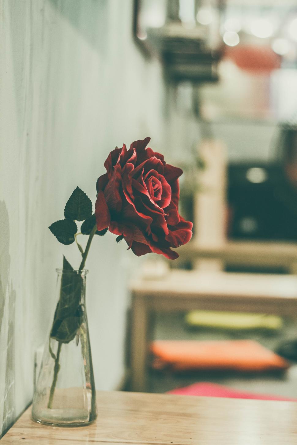 Free Image of Single red rose in vase on wooden table in cafe 