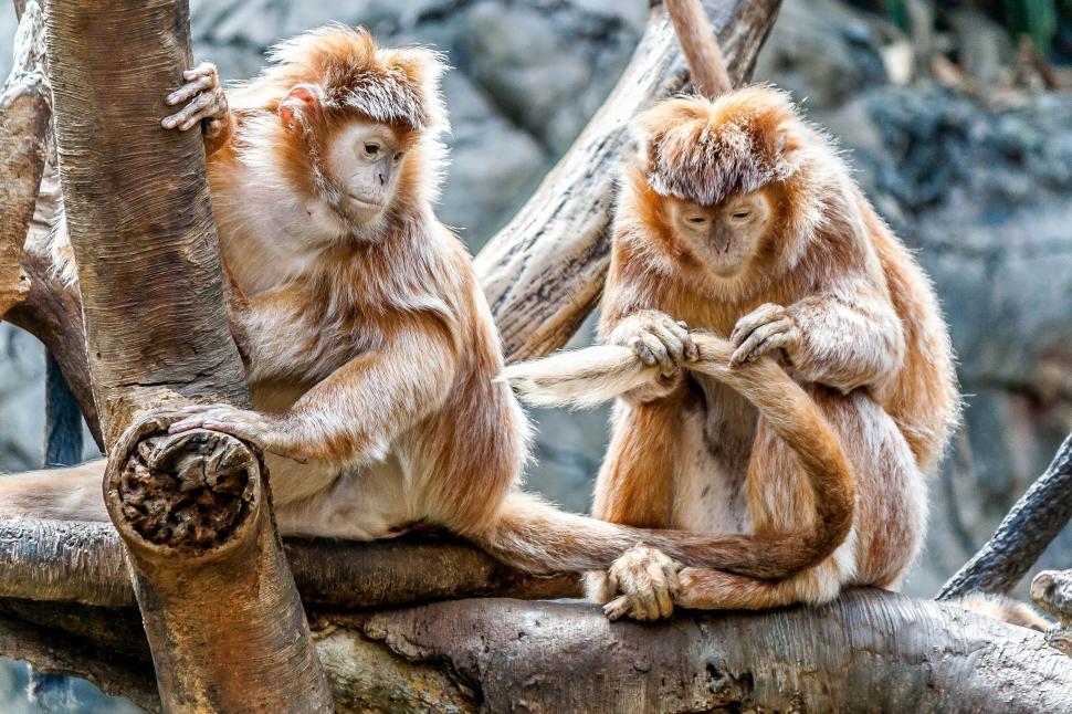 Free Image of Two monkeys seated on tree branches grooming each other 