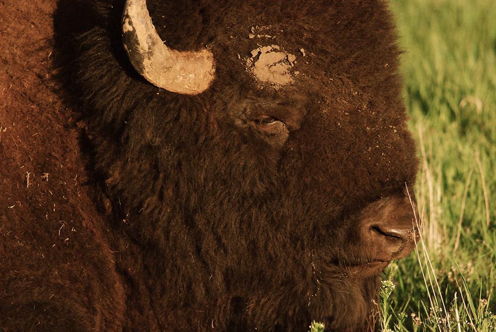 Free Image of Buffalo face 