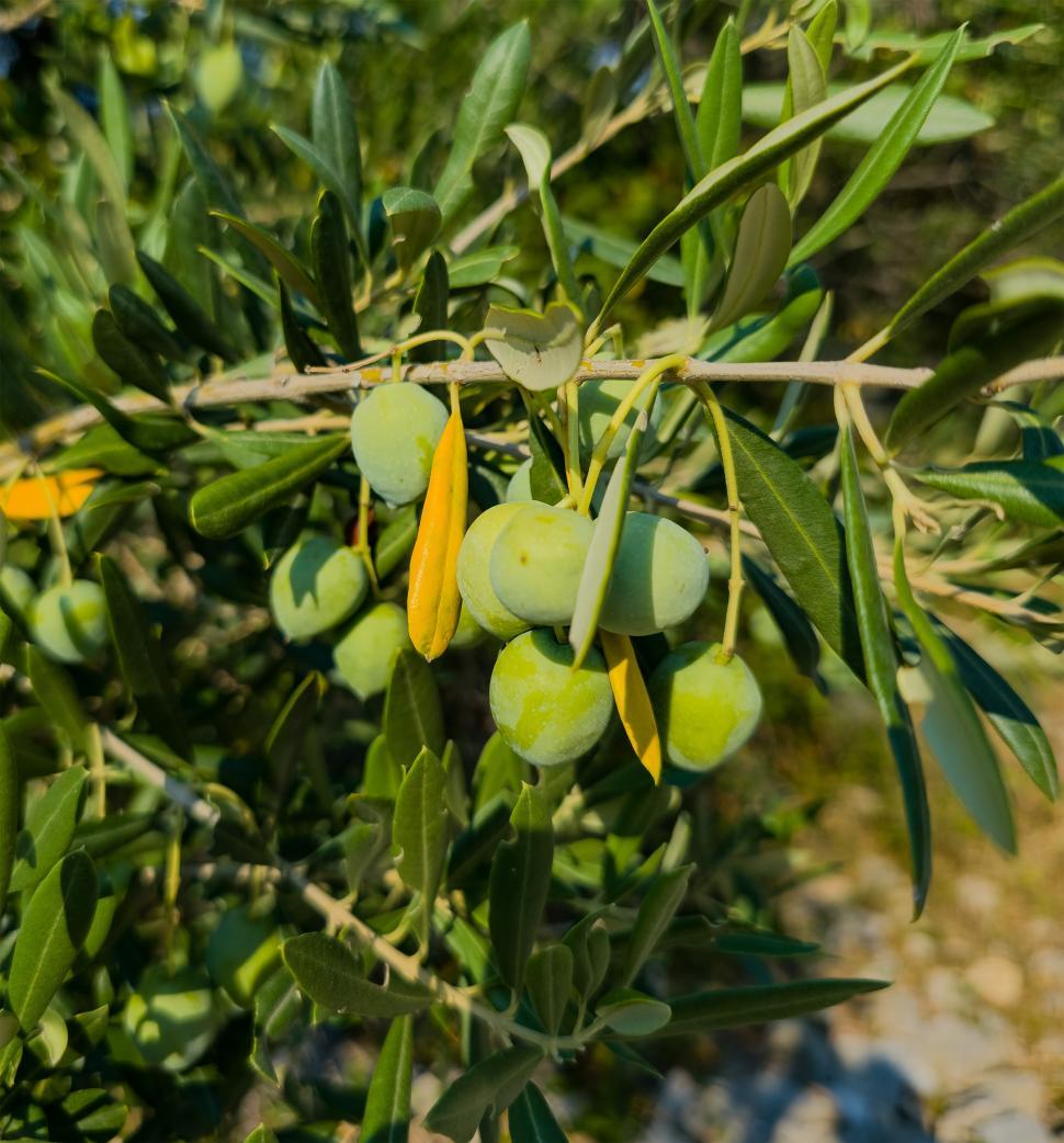 Free Image of Green olives on tree 