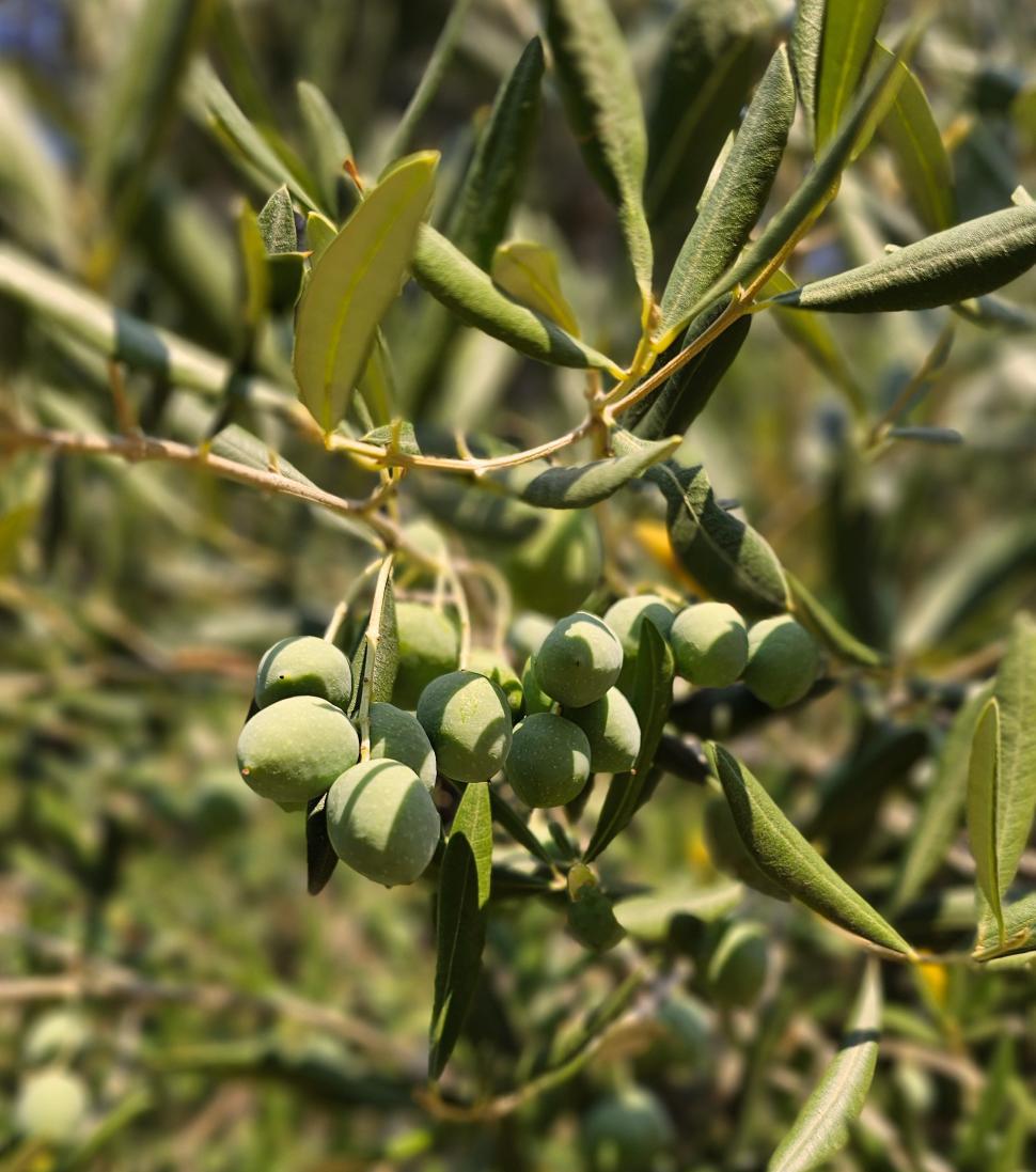 Free Image of Green olives  