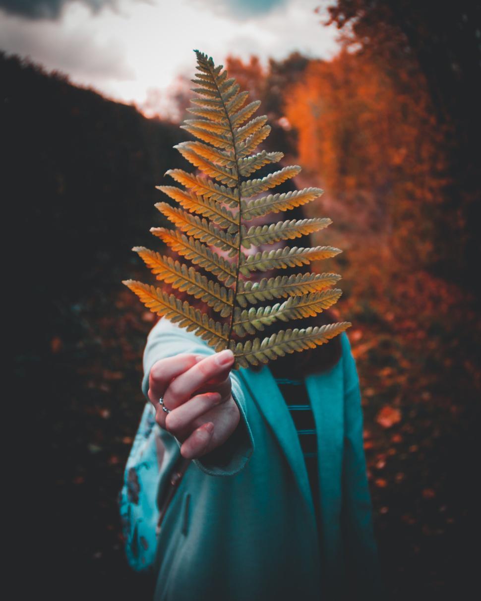 Free Image of Person holding a large fern leaf in an autumn forest. 
