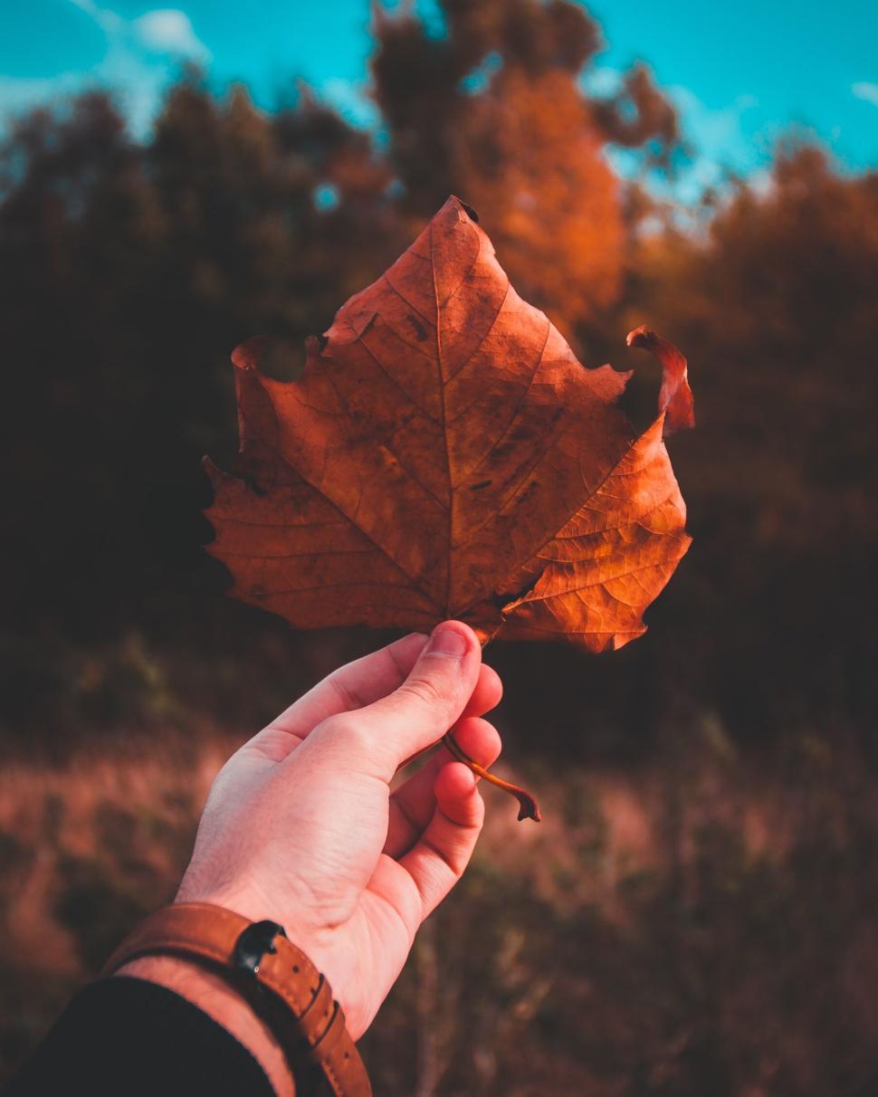 Free Image of Hand holding a large autumn leaf against forest backdrop. 