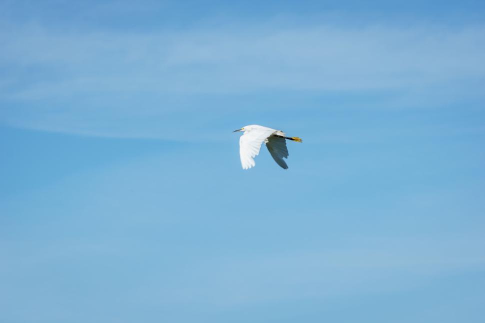 Free Image of White bird flying in clear blue sky during daytime 