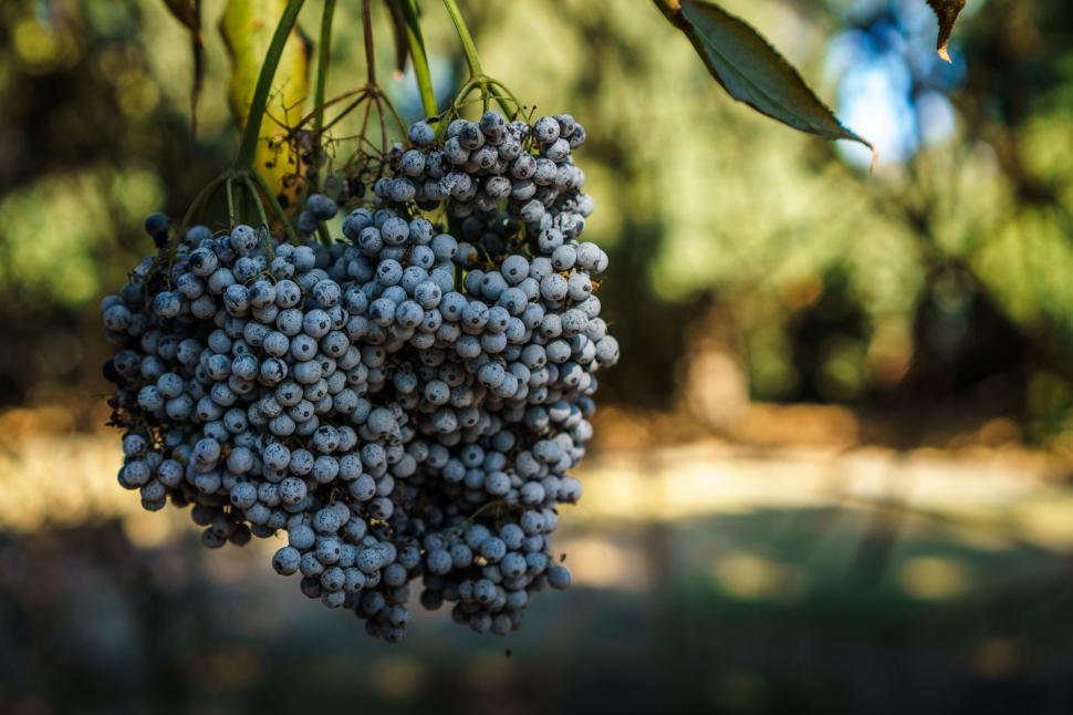 Free Image of Close-up of blue berries hanging from a branch. 