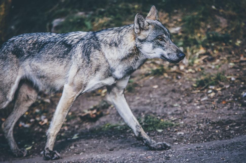Free Image of Wolf prowling through forest, alert and focused on prey. 
