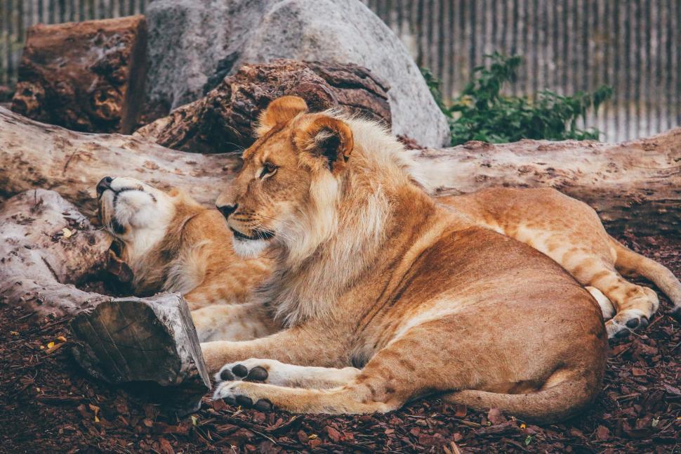 Free Image of Two lions resting among rocks, embodying regal serenity. 
