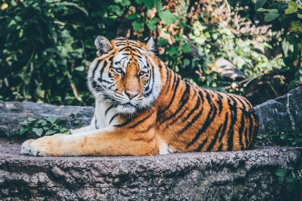 Free Image of Majestic tiger resting on stone in natural habitat 