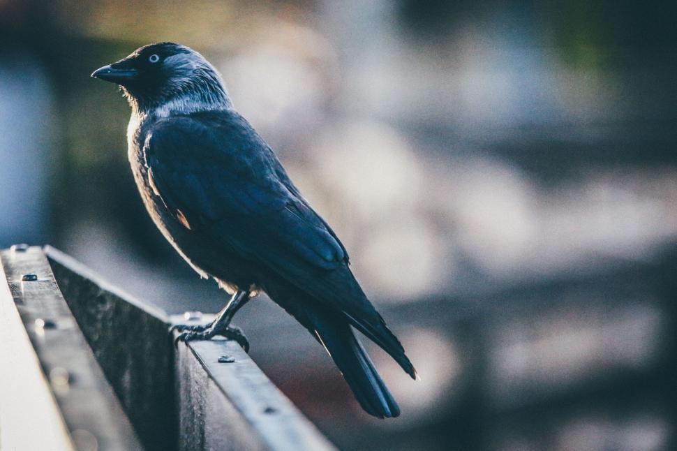 Free Image of Black and gray bird perched on a wooden railing focus. 