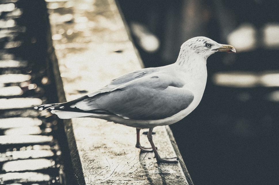 Free Image of Seagull standing on wet surface near water reflecting light. 