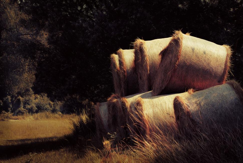 Free Image of Bales of hay stacked in a field beneath the trees. 