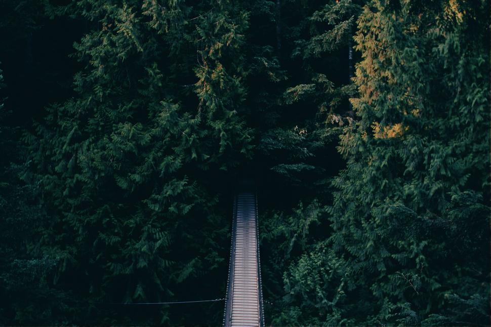 Free Image of Suspension bridge hidden among the dense green forest. 
