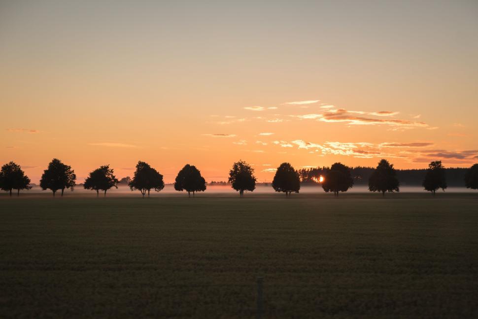 Free Image of Sunset over field lined with tall trees and mist. 