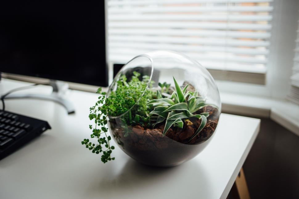 Free Image of Glass terrarium with succulents and small plants. 