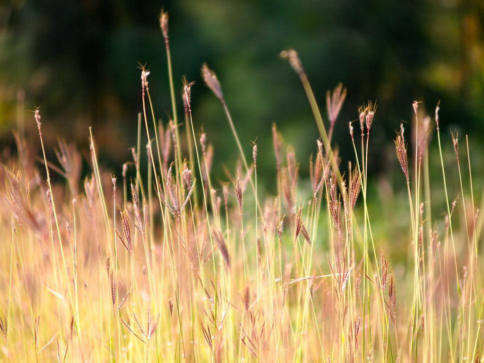 Free Image of Close-up view of wild grass in a sunlit field. 