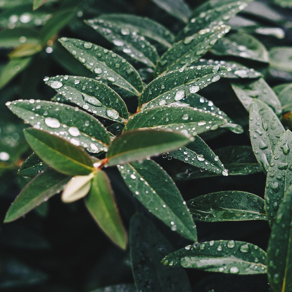 Free Image of Rain droplets on lush green leaves in a natural setting 