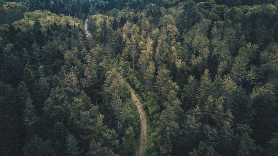 Free Image of Aerial view of winding path through dense forest trees 