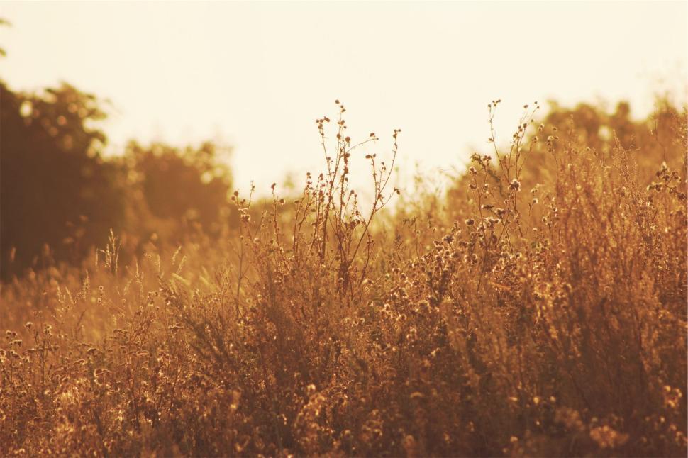 Free Image of Golden field of wildflowers bathed in warm sunlight 