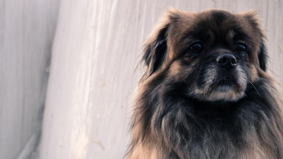 Free Image of Close-up of a fluffy dog with expressive dark eyes. 