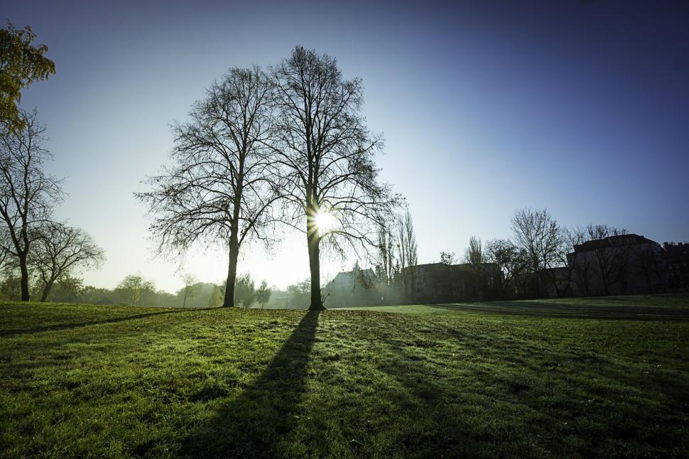 Free Image of Morning sun rays shining through trees in a green park 
