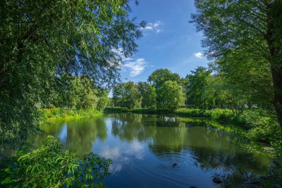 Free Image of Serene pond surrounded by lush green trees and plants 
