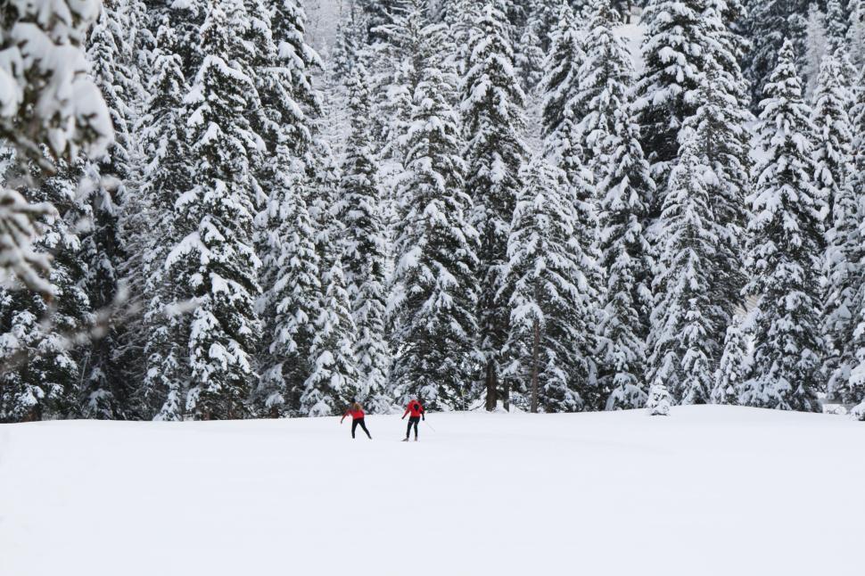 Free Image of Two people skiing in snow-covered pine forest 
