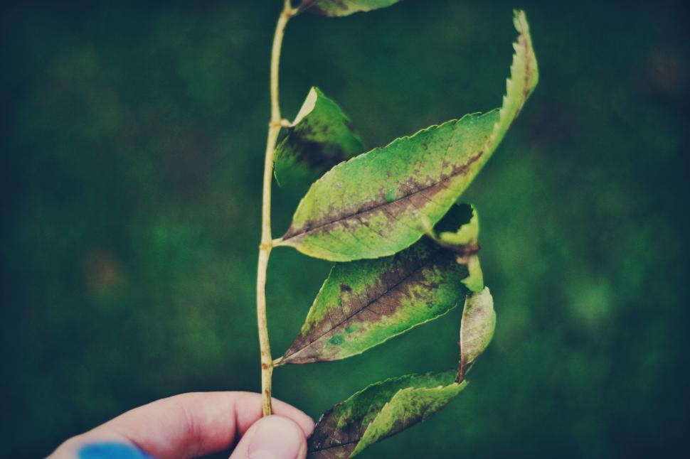Free Image of Hand holding branch with green, damaged leaves captured close. 