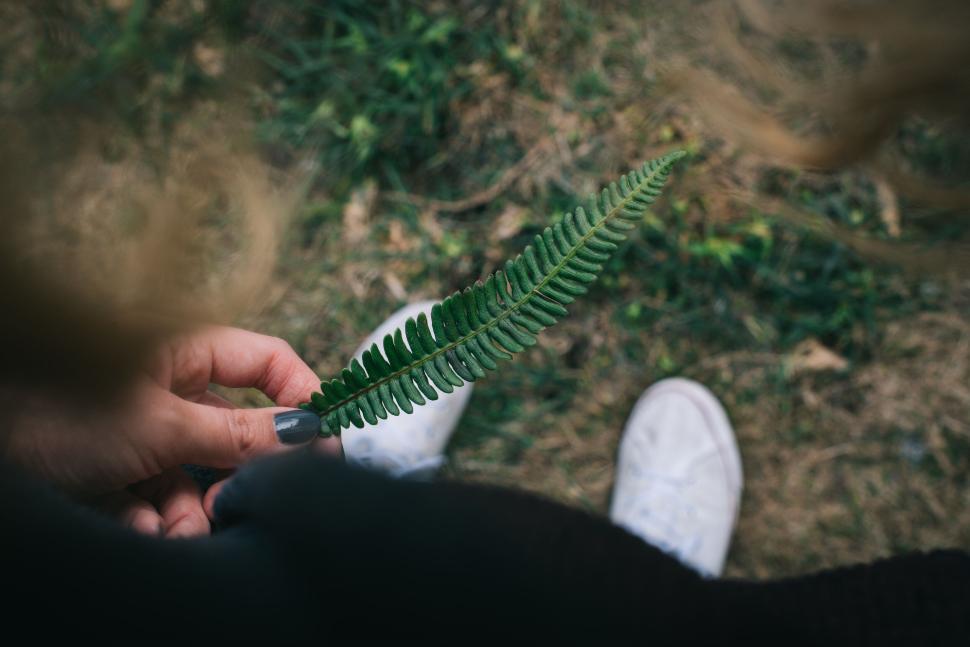 Free Image of Hands holding a green fern leaf with grass below 