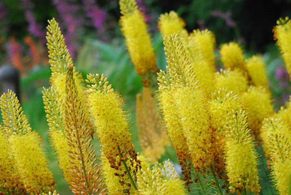 Free Image of Yellow weeds 