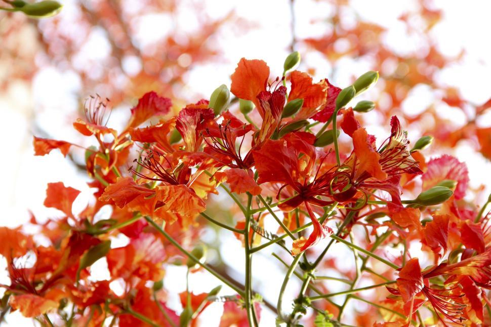Free Image of Vibrant red flowers blooming under the bright sunlight 