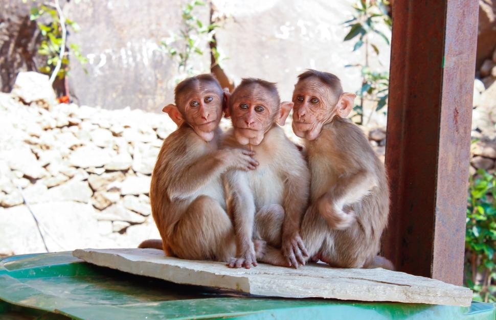 Free Image of Three monkeys sitting closely together on a stone slab 