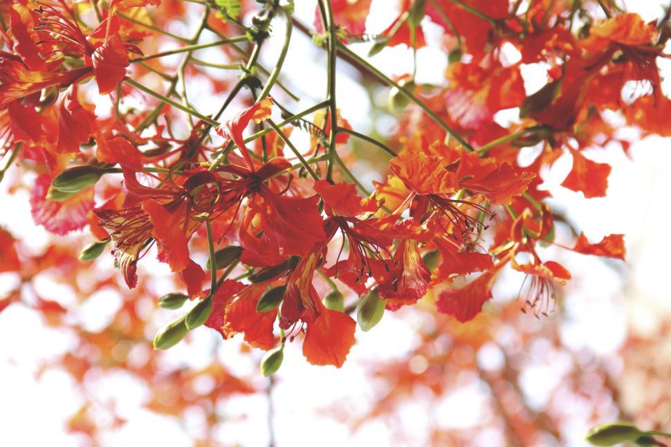Free Image of Vibrant red flowers blooming under the bright sunlight 