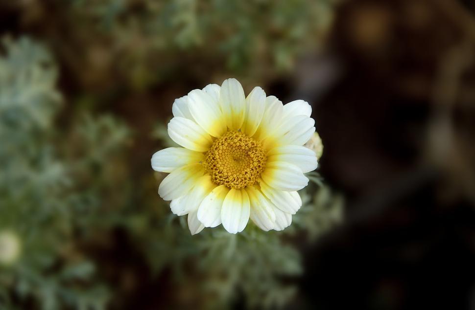 Free Image of Single white daisy flower in full bloom, clear focus. 