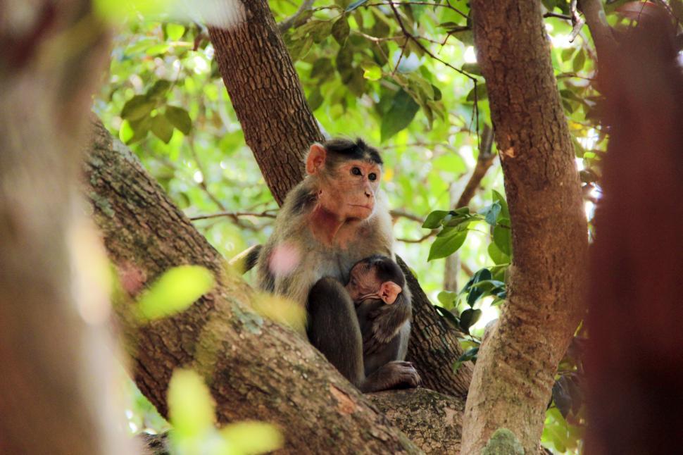 Free Image of Monkeys in tree branches within a forested area. 