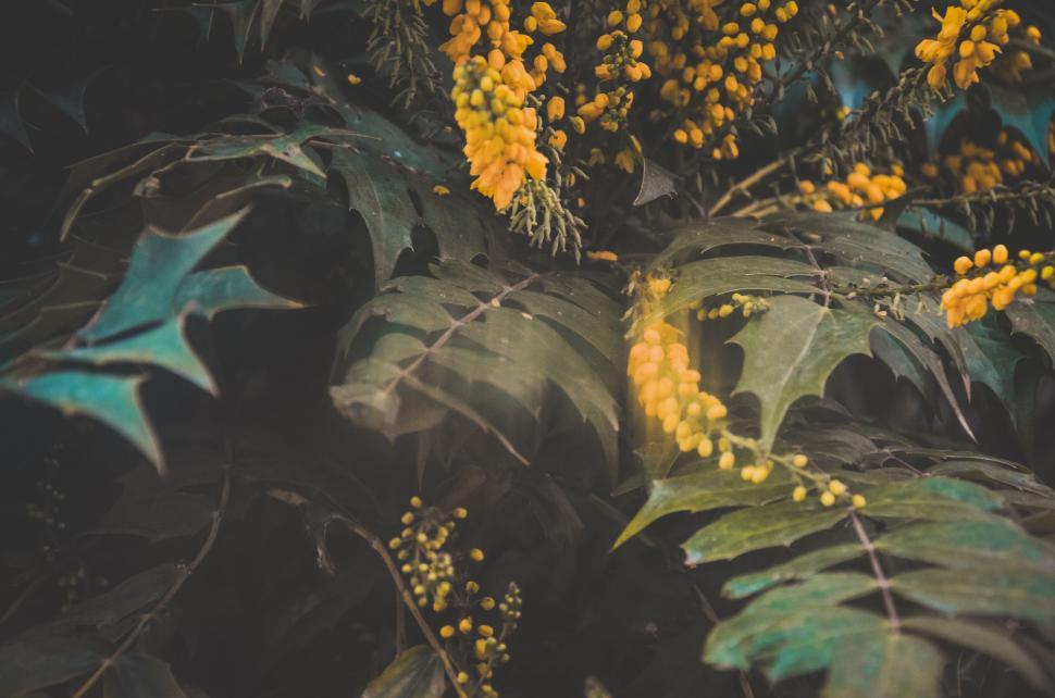 Free Image of Close-up of vibrant yellow blooms amidst green foliage. 